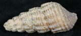 Agatized Gastropod From Morocco - #27023-1